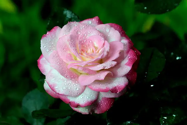 róża damasceńska