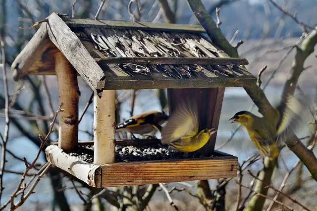 drewniany karmnik dla ptaków